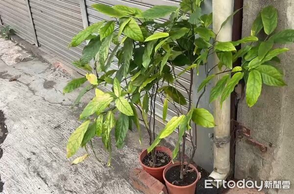 ▲第六分局鹽埕派出所所長高世賢澄清並未追逐酒駕，也無壓毀店家盆栽情事，網傳訊息與事實不符。（記者林東良翻攝，下同）