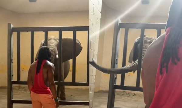 男網紅闖進動物園圍欄拍片　惹怒大象「差點變巨獸食物」被起訴。（圖／翻攝自TikTok）