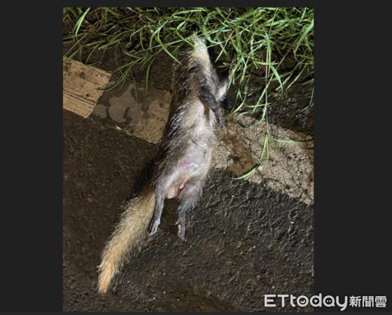 ▲鼬獾狂犬病再現恆春半島。（圖／屏東縣政府提供）