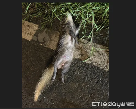 ▲鼬獾狂犬病再現恆春半島。（圖／屏東縣政府提供）