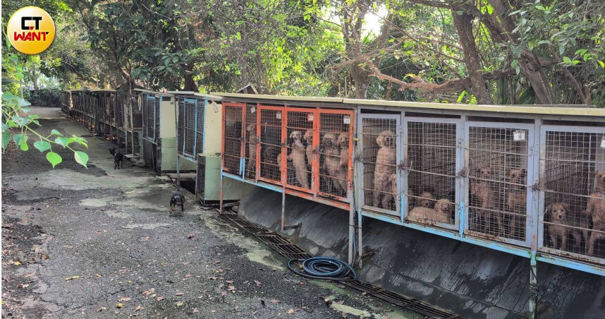 獸醫師開繁殖場！上百犬全遭割聲帶　苗栗動防所獲報拒絕查緝