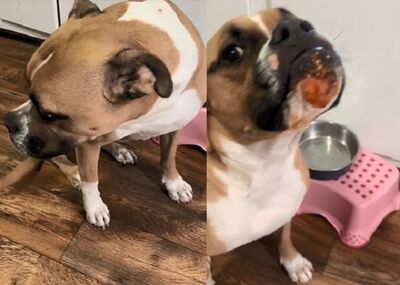 吃貨汪偷千層面「下巴留證據」　被抓包心虛舔嘴還想躲視線