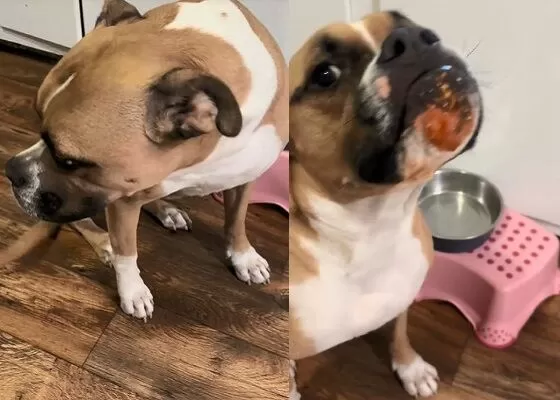 ▲。（圖／翻攝自TikTok／@jnonb252）