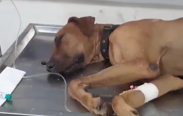 目睹眼鏡蛇攻擊女主人　忠心狗狗捨命「飛撲阻止」全身傷送醫。 （圖／翻攝自X）