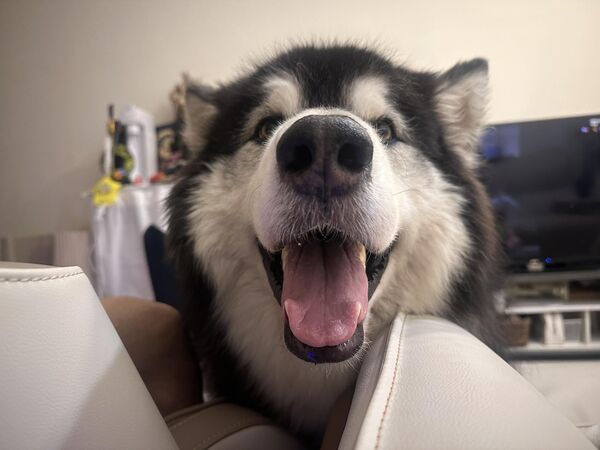 阿拉斯加雪橇犬沒有門。（圖／翻攝自臉書一.支.門 ）