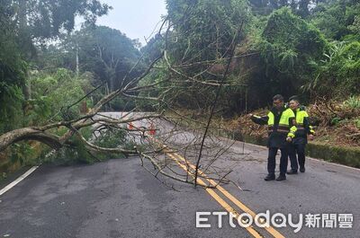 強烈東北季風發威!苗栗多處路樹倒塌 苑裡誤傳轎車被吹落水溝