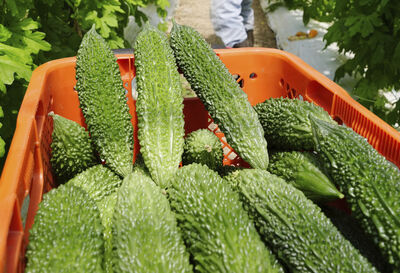 苦瓜「最營養部分」都丟了？　日專家：維他命C是果肉1.7倍