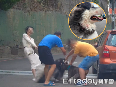 新竹雪撬犬被撕咬調查結果出爐　品種鑑定確認「混種比特犬」
