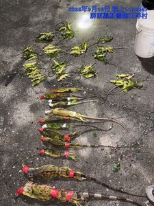 綠鬣蜥啃光紅豆田　屏東新園「護豆專案」移除千餘隻