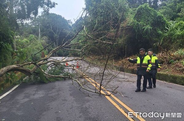 ▲強烈東北季風發威，苗栗多處路樹倒坍影響交通，相關單位全力搶通；苑裡一男子開車精神不濟，轎車掉落水溝。（圖／記者楊永盛翻攝）