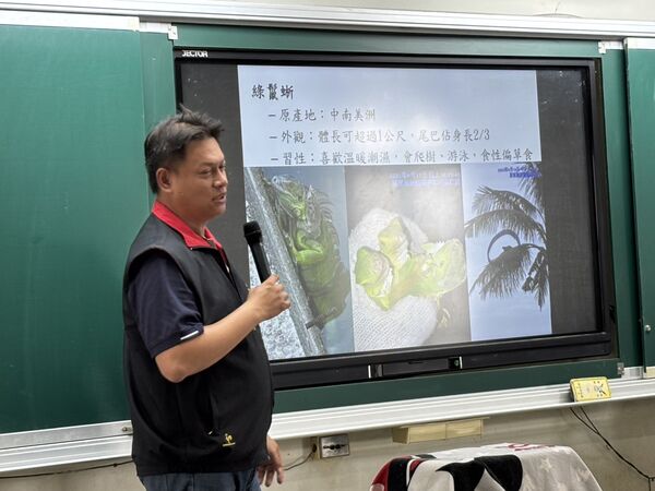 ▲綠鬣蜥啃食過的樹葉。（圖／李奇聰先生提供）