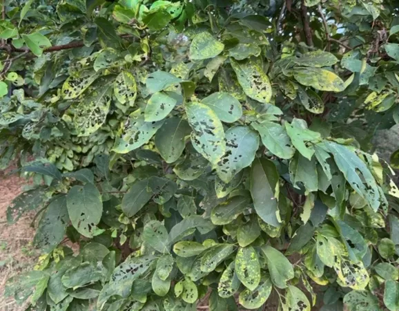 ▲綠鬣蜥啃食過的樹葉。（圖／李奇聰先生提供）