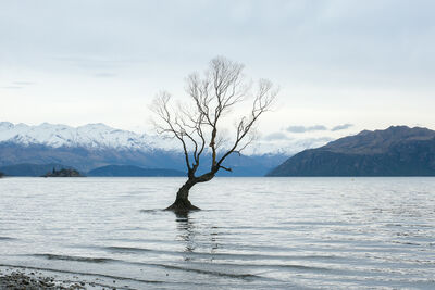 佇立湖畔隻身守望雪山！全世界最孤獨的樹