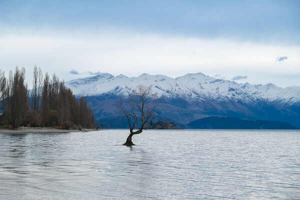 ▲▼紐西蘭南島必訪瓦納卡之樹 That Wānaka tree。（圖／部落客飛天璇提供）