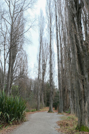 ▲▼紐西蘭南島必訪瓦納卡之樹 That Wānaka tree。（圖／部落客飛天璇提供）