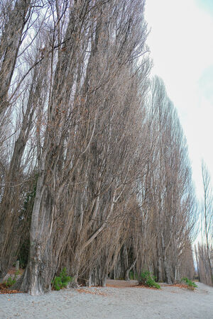 ▲▼紐西蘭南島必訪瓦納卡之樹 That Wānaka tree。（圖／部落客飛天璇提供）