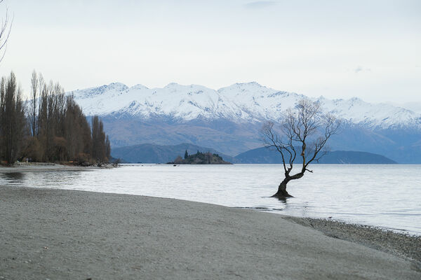 ▲▼紐西蘭南島必訪瓦納卡之樹 That Wānaka tree。（圖／部落客飛天璇提供）