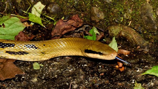 ▲新北動保孵化11條黑眉錦蛇寶寶。（圖／新北市動保處提供）