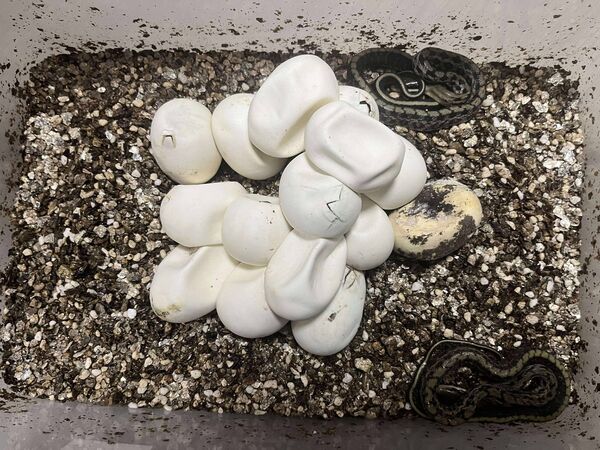 ▲新北動保孵化11條黑眉錦蛇寶寶。（圖／新北市動保處提供）