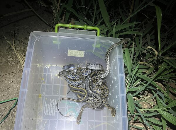 ▲新北動保孵化11條黑眉錦蛇寶寶。（圖／新北市動保處提供）