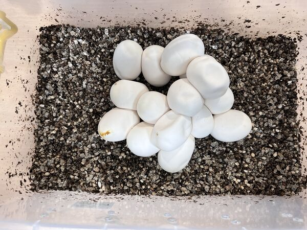 ▲新北動保孵化11條黑眉錦蛇寶寶。（圖／新北市動保處提供）