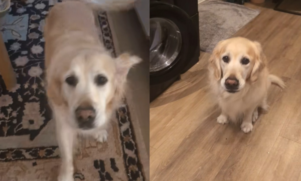 馬麻快點跟我來！阿金急報「廚房緊急狀況」　主人一看傻：超吃貨。（圖／翻攝自TikTok／luciewoos）