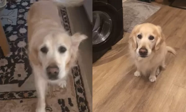 馬麻快點跟我來！阿金急報「廚房緊急狀況」　主人一看傻：超吃貨。（圖／翻攝自TikTok／luciewoos）