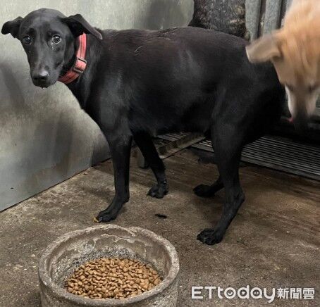 ▲劉惠娟議員質詢流浪狗中途之家用發霉的保麗龍碗餵狗。（圖／翻攝自彰化縣議會直播）