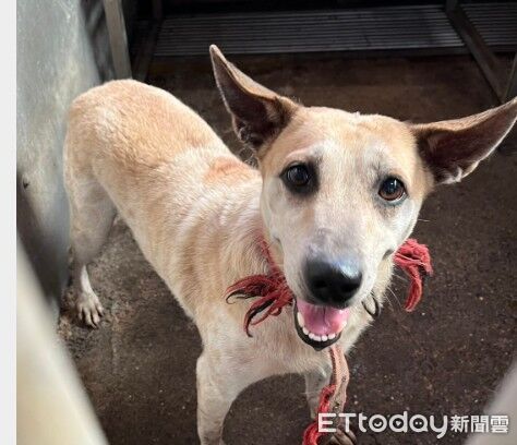 ▲劉惠娟議員質詢流浪狗中途之家用發霉的保麗龍碗餵狗。（圖／翻攝自彰化縣議會直播）