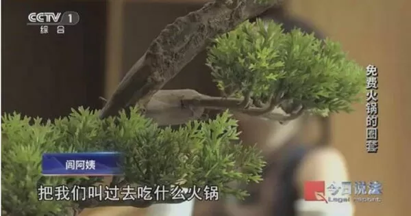 浙江杭州此前出現一起以「免費吃火鍋」做為號召，專門吸引老年人投資「養牛基地」的詐騙案件，竟有600多名老人上當，受騙金額超過新台幣1.8億元。（圖／翻攝央視網「今日說法」）