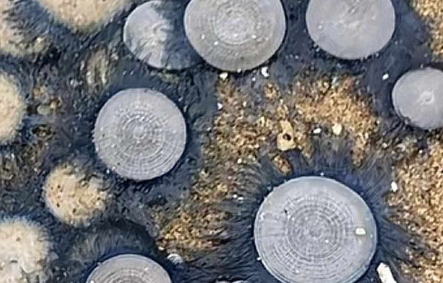 ▲海南海口沙灘上出現大量有毒的「銀幣水母」。（圖／翻攝極目新聞）