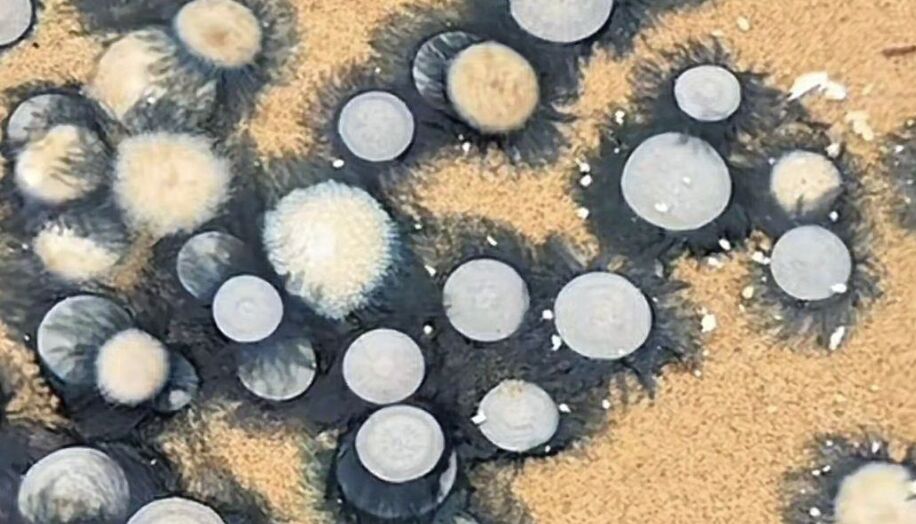 ▲海南海口沙灘上出現大量有毒的「銀幣水母」。（圖／翻攝極目新聞）