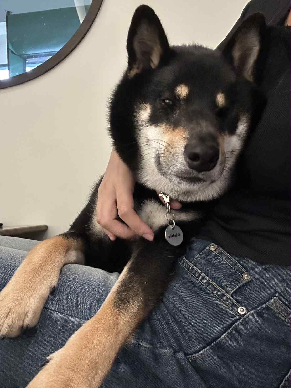 新北台61往北6.7公里車禍　車窗破裂黑柴走失「超過24小時」協尋。（圖／翻攝自協尋社群、IG@regalchang0720）