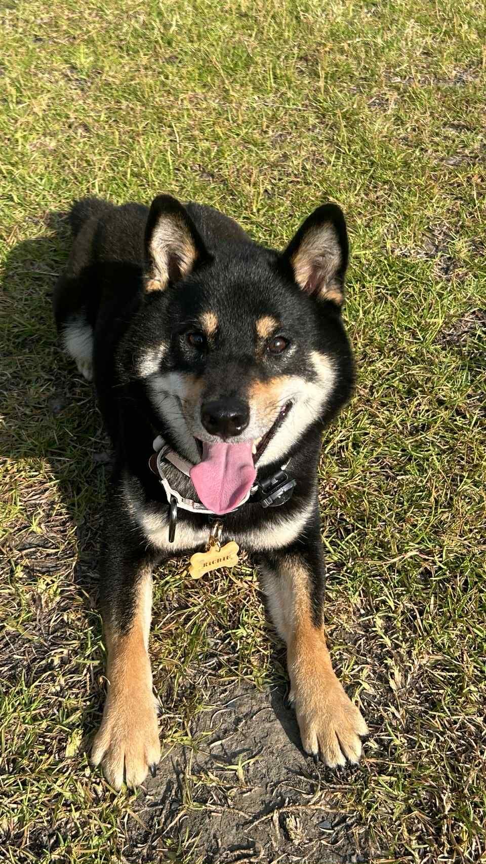 新北台61往北6.7公里車禍　車窗破裂黑柴走失「超過24小時」協尋。（圖／翻攝自協尋社群、IG@regalchang0720）