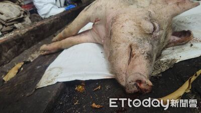 對抗非洲豬瘟　Meta等4大網路廣告平台協力聯防