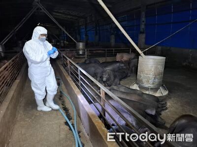 快訊／彰化養豬場4豬暴斃急送驗　初步排除感染非洲豬瘟