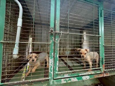 獸醫經營！苗栗犬舍查獲290品種犬多割聲帶　老病母犬仍被迫繁殖