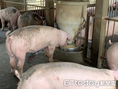 用「病、斃死豬肉」最重可罰2億　食藥署嚴查東南亞、中國食品