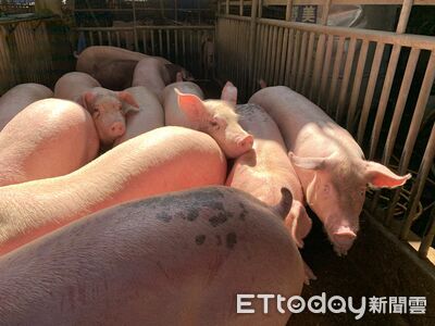 新北急稽查107家養豬場！　市府成立應變小組：全面禁餵廚餘