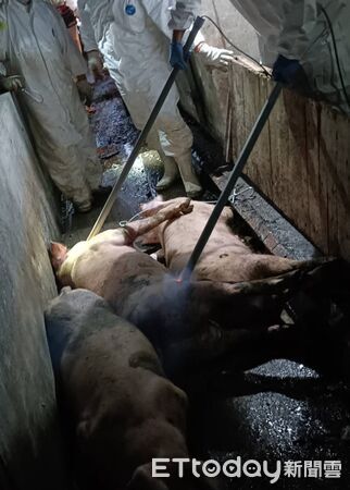 ▲▼台中市通報疑似非洲豬瘟案例，今天已經完成豬隻撲殺。（圖／農業部提供）
