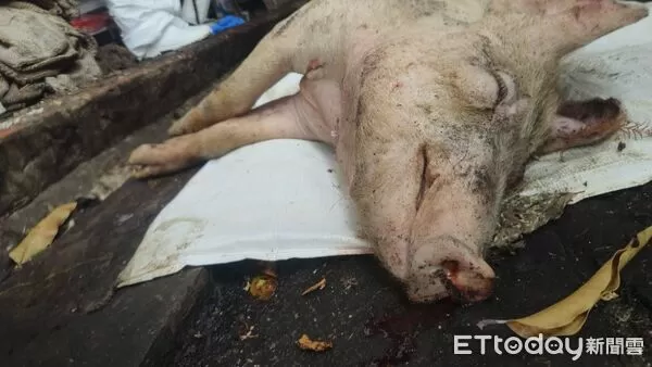 ▲圖為發病死亡豬隻。（圖／農業部提供）