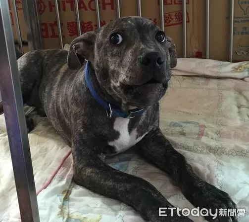 新竹咬人比特犬。（圖／新竹縣動保處提供）