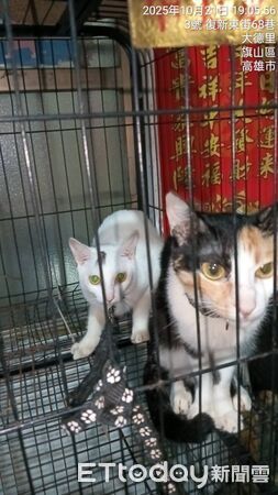 ▲▼ 棍棒虐打、狠戳籠中貓！旗山碗粿店爆虐貓慘遭蛋洗，3小貓現況曝。（圖／記者賴文萱翻攝）