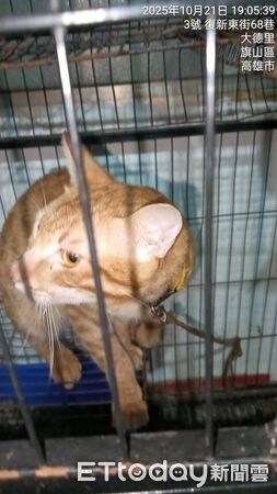 ▲▼ 棍棒虐打、狠戳籠中貓！旗山碗粿店爆虐貓慘遭蛋洗，3小貓現況曝。（圖／記者賴文萱翻攝）