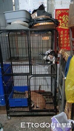 ▲▼ 棍棒虐打、狠戳籠中貓！旗山碗粿店爆虐貓慘遭蛋洗，3小貓現況曝。（圖／記者賴文萱翻攝）