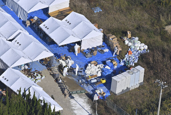 ▲▼日本兵庫縣2020年因出現禽流感疫情而撲殺14.6萬隻雞。（圖／路透）