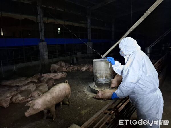 ▲▼台中養豬場傳出感染非洲豬瘟，市府連夜撲殺195隻豬。（記者／台中市政府提供，下同）