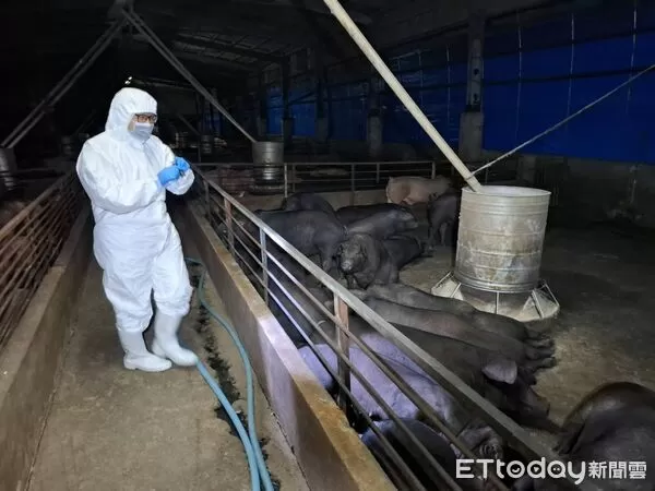 ▲▼台中養豬場傳出感染非洲豬瘟，市府連夜撲殺195隻豬。（記者／台中市政府提供，下同）