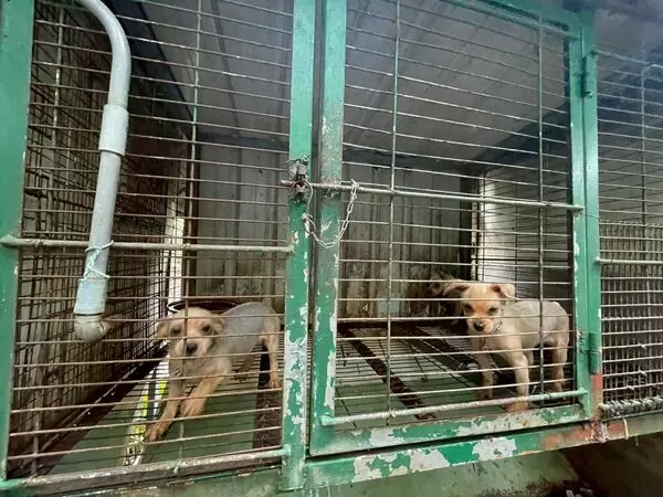 苗栗繁殖場。（圖／苗栗縣動保所提供）