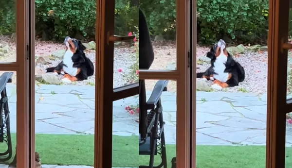 狗狗詭盯著天空「頭部不停左右晃」　女好奇一看嚇：真的超壯觀。（圖／翻攝自TikTok／big.meech_）